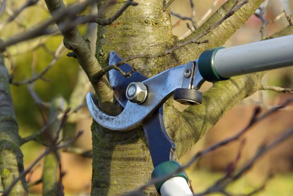 Cost of Tree Limb Trimming Service in Sheboygan