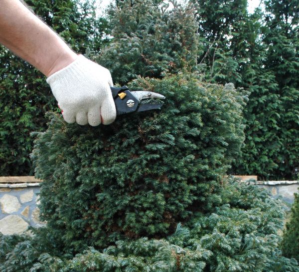 Cost of Ornamental Tree Trimming in Sheboygan