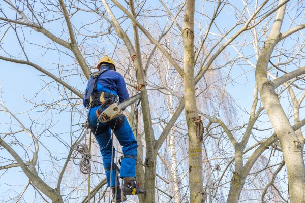 Cost of Large Tree Trimming in Sheboygan