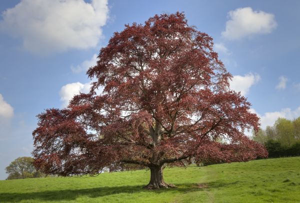Cost of Beech Tree Pruning in Sheboygan