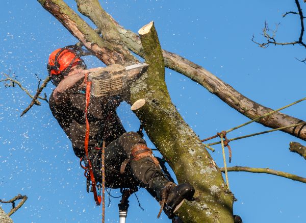 Tree Trimming Service in Sheboygan