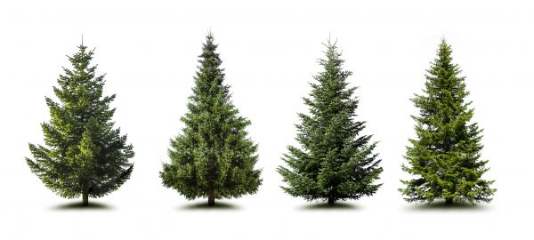 Cost of Pine Tree Trimming in Sheboygan