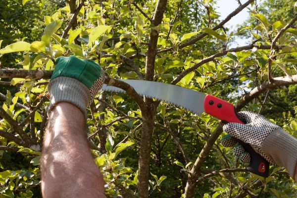 Apple Tree Trimming in Sheboygan