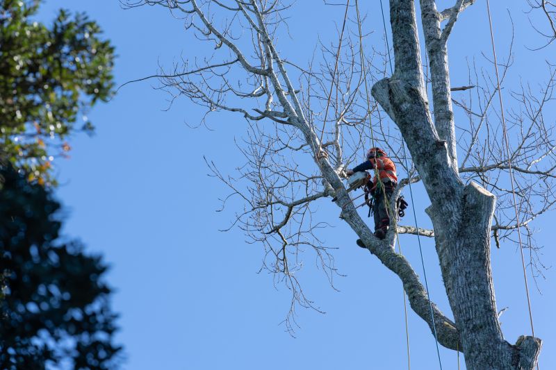Winter Tree Pruning